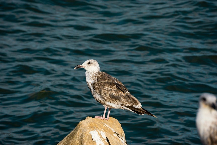 gullrazwupolxin usage encouraged